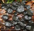 Rutstroemia_bulgarioides_bb9461