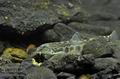 Sabanejewia_aurata_hf0576