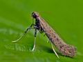 Sabulopteryx_limosella_cv9845s