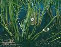 Sagittaria_sagittifolia_10373