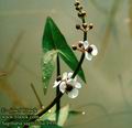 Sagittaria_sagittifolia_4954