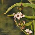 Sagittaria_sagittifolia_bh6135