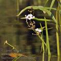 Sagittaria_sagittifolia_bh6141