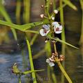 Sagittaria_sagittifolia_bh6144