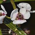 Sagittaria_sagittifolia_bh6151