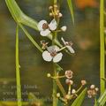 Sagittaria_sagittifolia_bh6155
