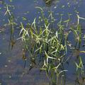 Sagittaria_sagittifolia_bh6168