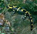 Salamandra_salamandra_8277