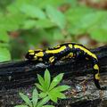 Salamandra_salamandra_ak4591