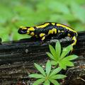 Salamandra_salamandra_ak4619