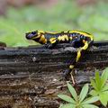 Salamandra_salamandra_ak4644