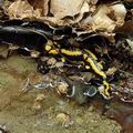 Salamandra_salamandra_ak4671