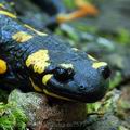 Salamandra_salamandra_ec7577