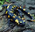 Salamandra_salamandra_ec7582