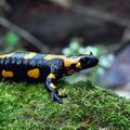 Salamandra_salamandra_ec7588