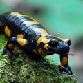 Salamandra_salamandra_ec7590