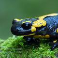 Salamandra_salamandra_ec7602