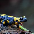 Salamandra_salamandra_ec7610