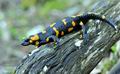 Salamandra_salamandra_hd6440