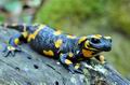 Salamandra_salamandra_hd6458