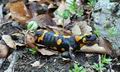 Salamandra_salamandra_hd6466