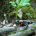 Salamandra_salamandra_hd6471