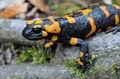 Salamandra_salamandra_hd6474