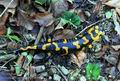 Salamandra_salamandra_hd6491