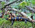 Salamandra_salamandra_hd6497