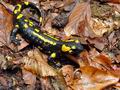 Salamandra_salamandra_hy7801