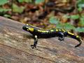 Salamandra_salamandra_hy7819