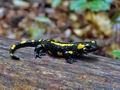 Salamandra_salamandra_hy7836