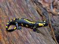 Salamandra_salamandra_hy7846