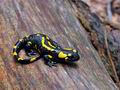 Salamandra_salamandra_hy7847