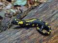 Salamandra_salamandra_hy7852