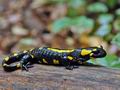 Salamandra_salamandra_hy7856