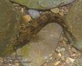Salaria_fluviatilis_re6957