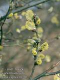 Salix_caprea_10710