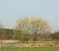 Salix_caprea_aa4401