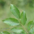 Salix_caprea_af3088