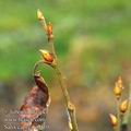 Salix_caprea_e6410