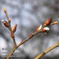 Salix_caprea_e6437