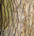 Salix_fragilis_d6065