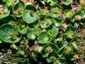 Salix_herbacea_6361