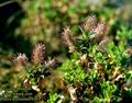 Salix_myrsinites_6363