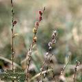 Salix_repens_4949