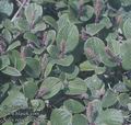 Salix_reticulata_9017