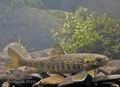 Salmo_salar_rf1231