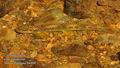 Salmo_trutta_fc6990