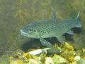 Salmo_trutta_fd1824